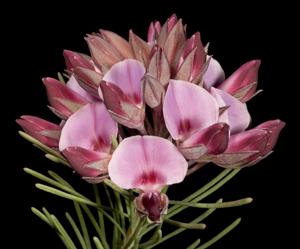 Gompholobium confertum