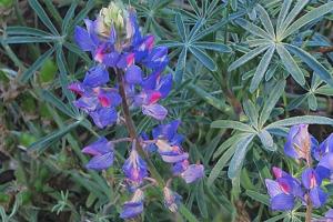 Lupinus benthamii