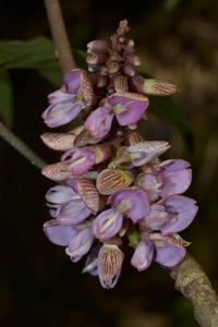 Millettia phuwuaensis