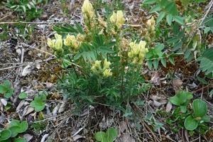 Oxytropis maydelliana