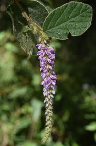 Polhillides velutina
