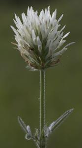 Trifolium alexandrinum