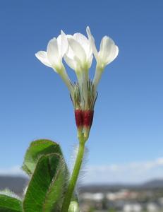 Trifolium subterraneum