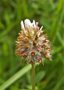 Trifolium fragiferum