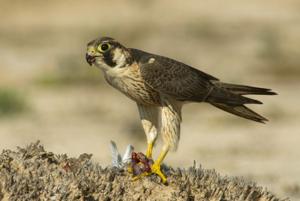 Falco peregrinus pelegrinoides