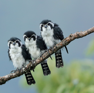 Microhierax melanoleucus