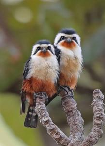 Microhierax caerulescens