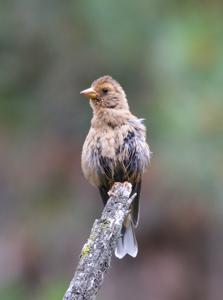 Callacanthis burtoni