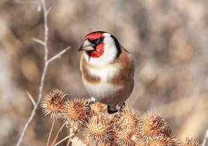 Carduelis carduelis frigoris
