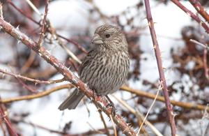Carpodacus rhodochlamys
