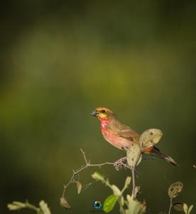 Carpodacus erythrinus