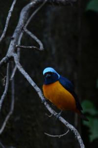 Chlorophonia elegantissima