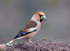 Coccothraustes coccothraustes