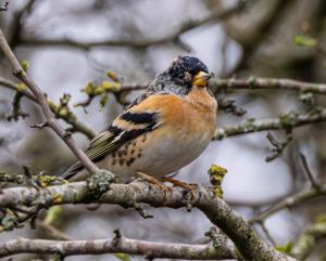 Fringilla montifringilla