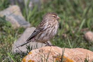 Linaria flavirostris montanella