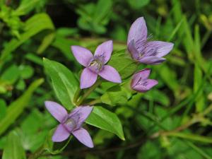 Gentianella campestris