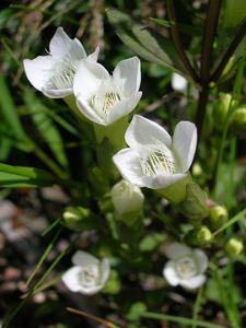 Gentianella campestris