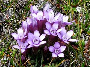 Gentianella campestris