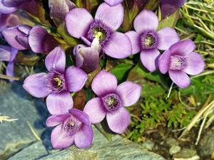 Gentianella campestris