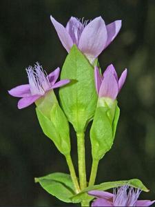 Gentianella campestris