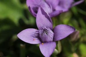 Gentianella campestris