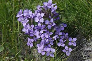 Gentianella campestris