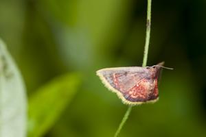 Chrysocraspeda sanguinea