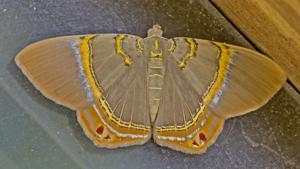 Phrygionis paradoxata