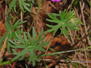 Geranium sanguineum