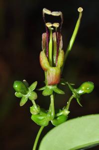 Aeschynanthus acuminatus