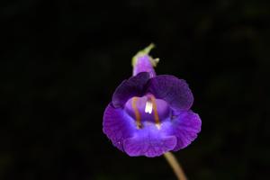 Chayamaritia smitinandii