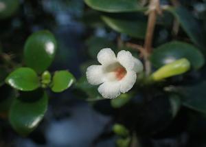Codonanthopsis macradenia