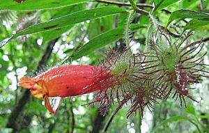 Columnea sanguinolenta