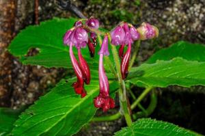 Didymocarpus formosus