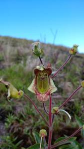 Sinningia brasiliensis
