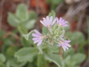 Scaevola humilis