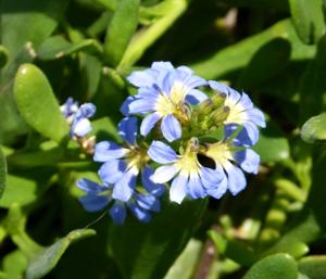 Scaevola calendulacea