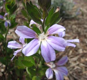 Scaevola platyphylla