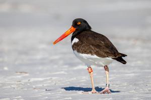Haematopus palliatus