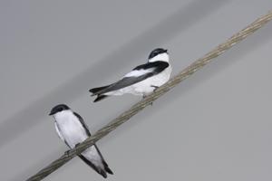 Tachycineta albiventer