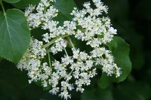 Hydrangea petiolaris