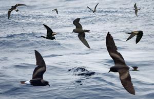 Hydrobates leucorhous