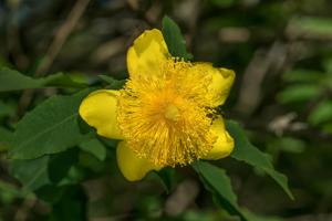 Hypericum frondosum