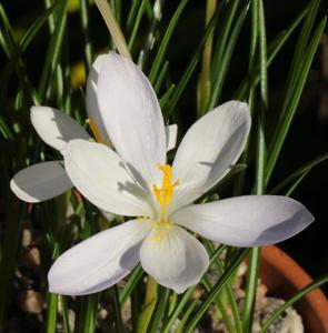 Crocus goulimyi