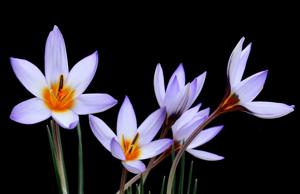 Crocus concinnus