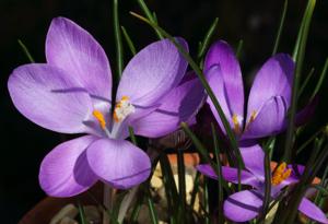 Crocus minimus