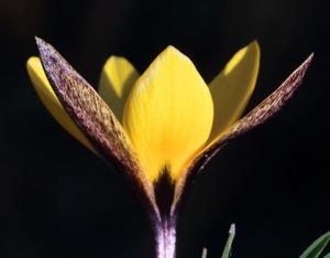 Crocus korolkowii
