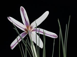 Crocus fleischeri