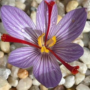 Crocus cartwrightianus