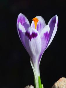 Crocus duplex